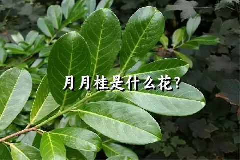 月月桂是什么花？