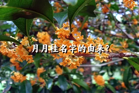 月月桂名字的由来？