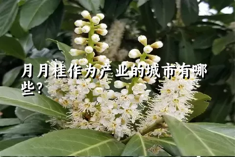 月月桂作为产业的城市有哪些？