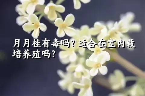 月月桂有毒吗？适合在室内栽培养殖吗？