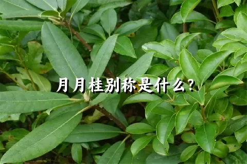 月月桂别称是什么？