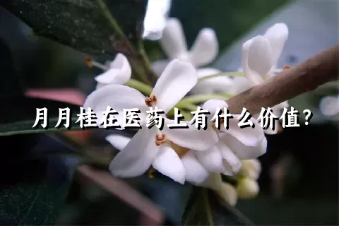 月月桂在医药上有什么价值？