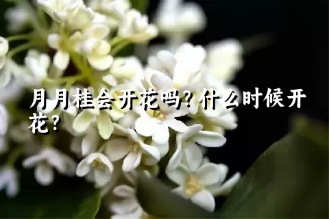 月月桂会开花吗？什么时候开花？