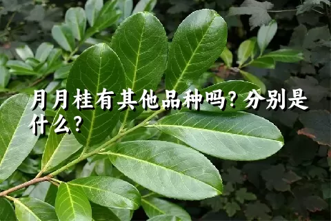 月月桂有其他品种吗？分别是什么？