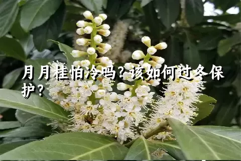 月月桂怕冷吗？该如何过冬保护？