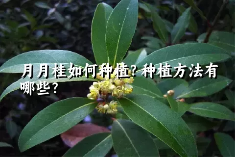 月月桂如何种植？种植方法有哪些？