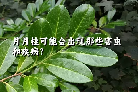 月月桂可能会出现那些害虫和疾病？