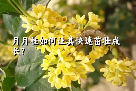 月月桂如何让其快速茁壮成长？