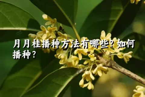 月月桂播种方法有哪些？如何播种？