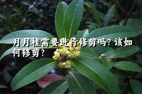 月月桂需要进行修剪吗？该如何修剪？