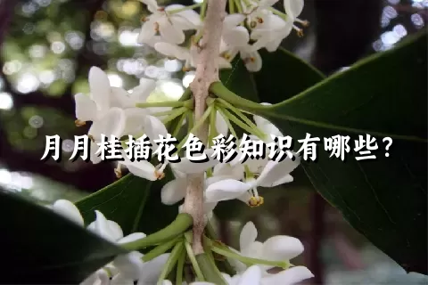 月月桂插花色彩知识有哪些？