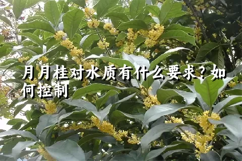 月月桂对水质有什么要求？如何控制