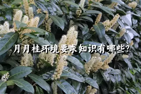 月月桂环境要求知识有哪些？