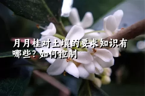 月月桂对土壤的要求知识有哪些？如何控制