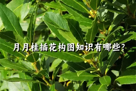 月月桂插花构图知识有哪些？