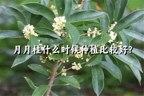 月月桂什么时候种植比较好？