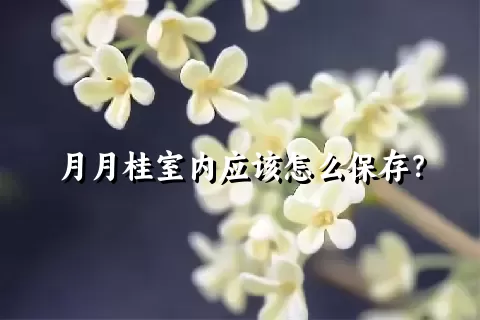 月月桂室内应该怎么保存？