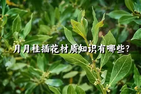 月月桂插花材质知识有哪些？