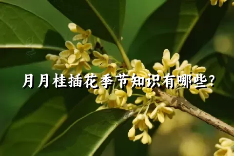 月月桂插花季节知识有哪些？