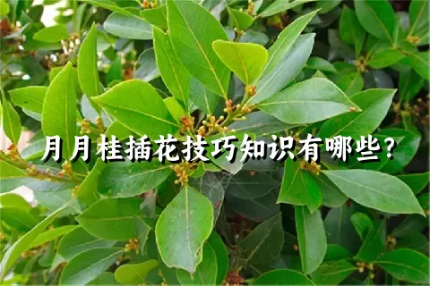 月月桂插花技巧知识有哪些？