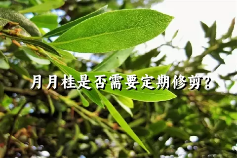 月月桂是否需要定期修剪？