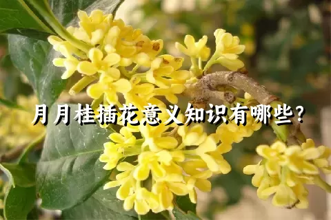 月月桂插花意义知识有哪些？