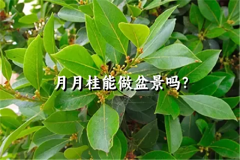 月月桂能做盆景吗？