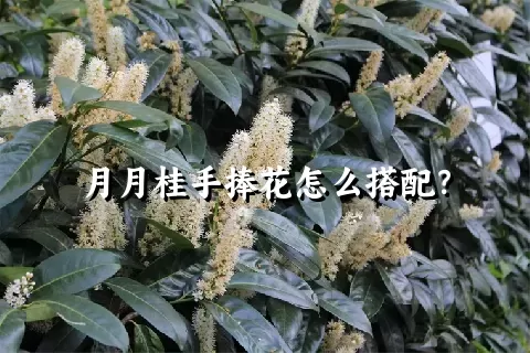 月月桂手捧花怎么搭配？