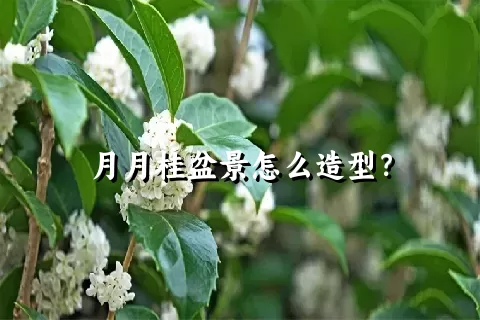 月月桂盆景怎么造型？