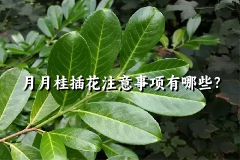 月月桂插花注意事项有哪些？