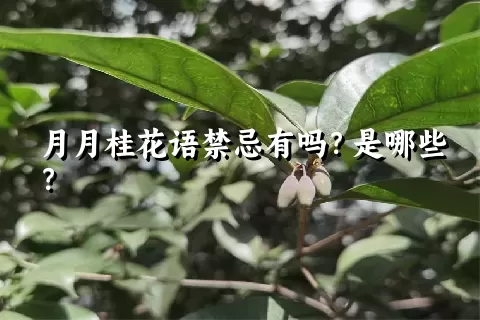 月月桂花语禁忌有吗？是哪些？