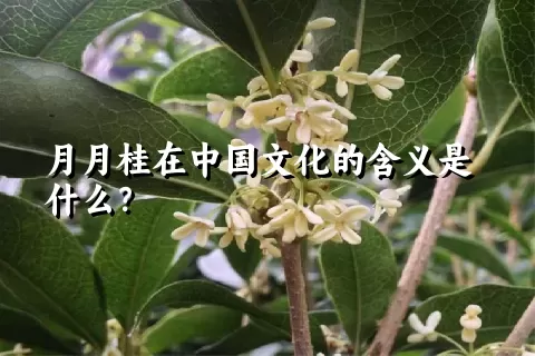 月月桂在中国文化的含义是什么？