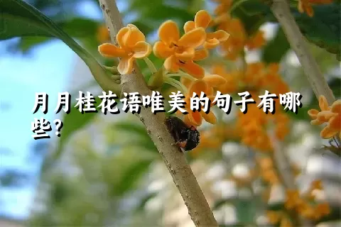 月月桂花语唯美的句子有哪些？