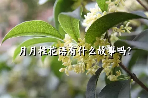 月月桂花语有什么故事吗？