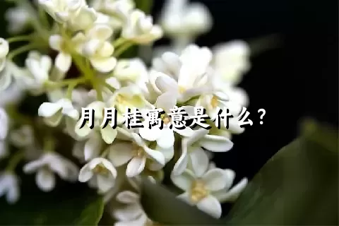 月月桂寓意是什么？