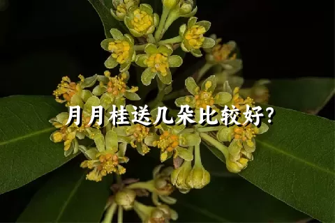 月月桂送几朵比较好？