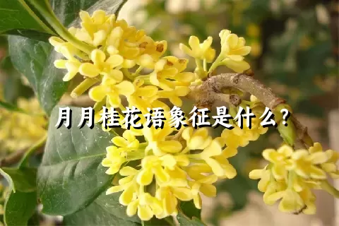 月月桂花语象征是什么？