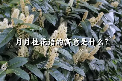 月月桂花语的寓意是什么？