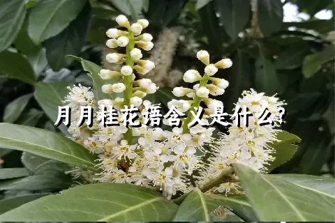 月月桂花语含义是什么？