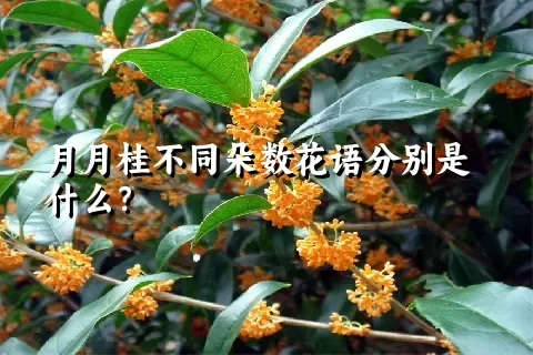 月月桂不同朵数花语分别是什么？