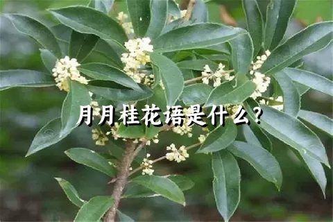 月月桂花语是什么？