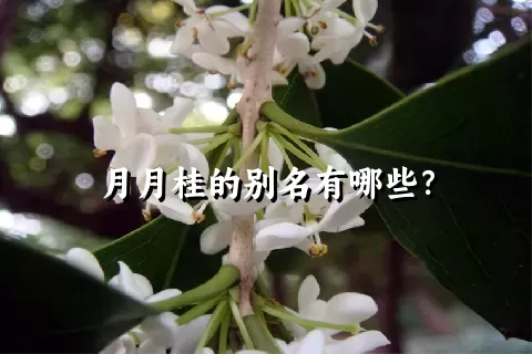 月月桂的别名有哪些？