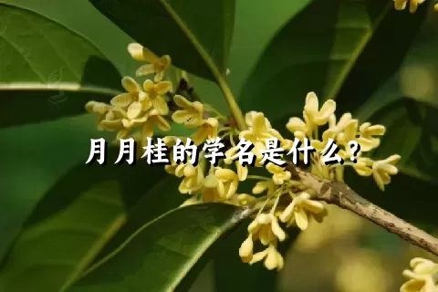 月月桂的学名是什么？