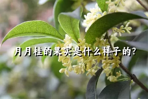 月月桂的果实是什么样子的？