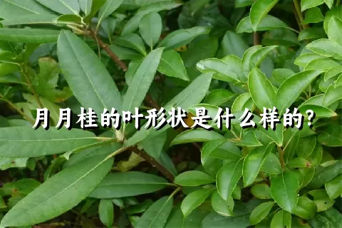 月月桂的叶形状是什么样的？