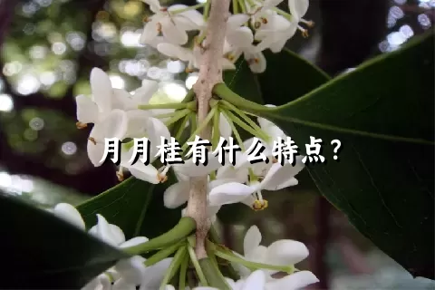 月月桂有什么特点？