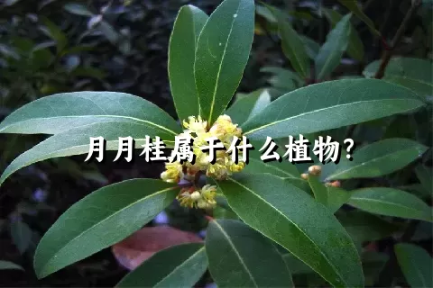 月月桂属于什么植物？