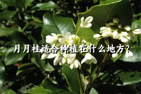 月月桂适合种植在什么地方？