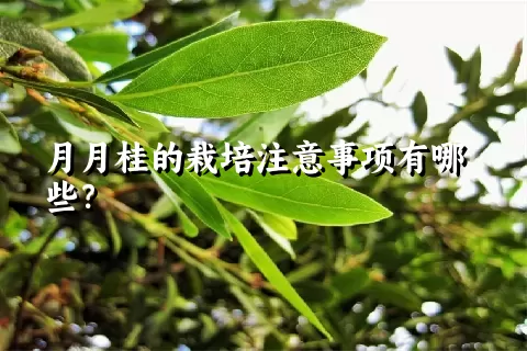 月月桂的栽培注意事项有哪些？