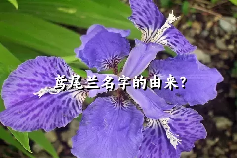 鸢尾兰名字的由来？